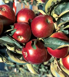 Stark® Ultra Spire® Apple 1 Stark® Ultra Spire® Apple