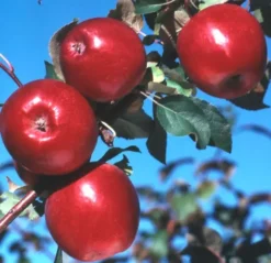 Liberty Apple -Stark Bro's Sales Store 1080 960x960 1