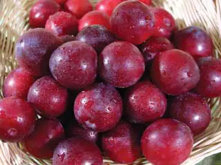 Methley Plum 2 Methley Plum - Image 2