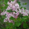 Josee Reblooming Lilac