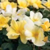 Sunny Knock Out® Rose