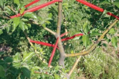 Limb Spreader Collection