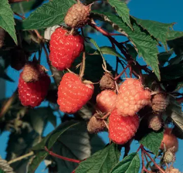 Caroline Red Raspberry 2 Caroline Red Raspberry - Image 2