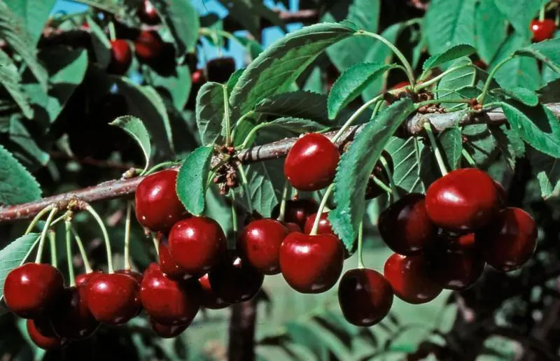 Stella Sweet Cherry 3 Stella Sweet Cherry - Image 3