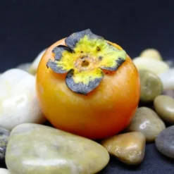 Prok American Persimmon -Stark Bro's Sales Store 1575 960x960 1