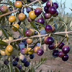 Arbequina Olive -Stark Bro's Sales Store 1597 960x960 1