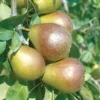 Seckel Pear