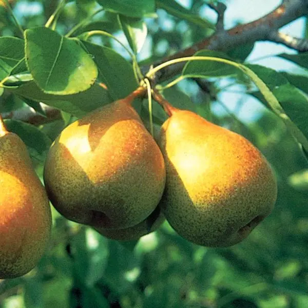 Stark® Honeysweet Pear 1 Stark® Honeysweet Pear