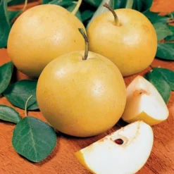 Starking® Hardy Giant™ Asian Pear -Stark Bro's Sales Store 1621 960x960 1