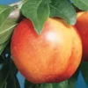 Mericrest Nectarine
