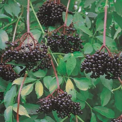 Johns Elderberry