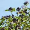 Nova Elderberry