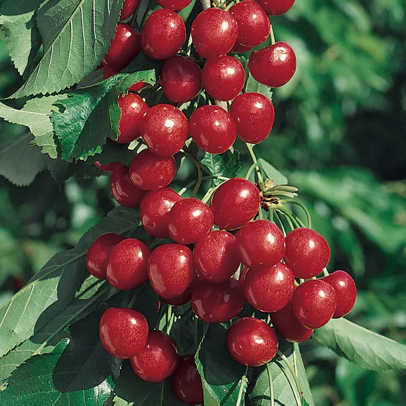 Starkrimson® Sweet Cherry 1 Starkrimson® Sweet Cherry