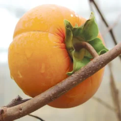 Fuyu Asian Persimmon