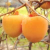 Tanenashi Asian Persimmon