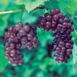 Reliance Seedless Grape