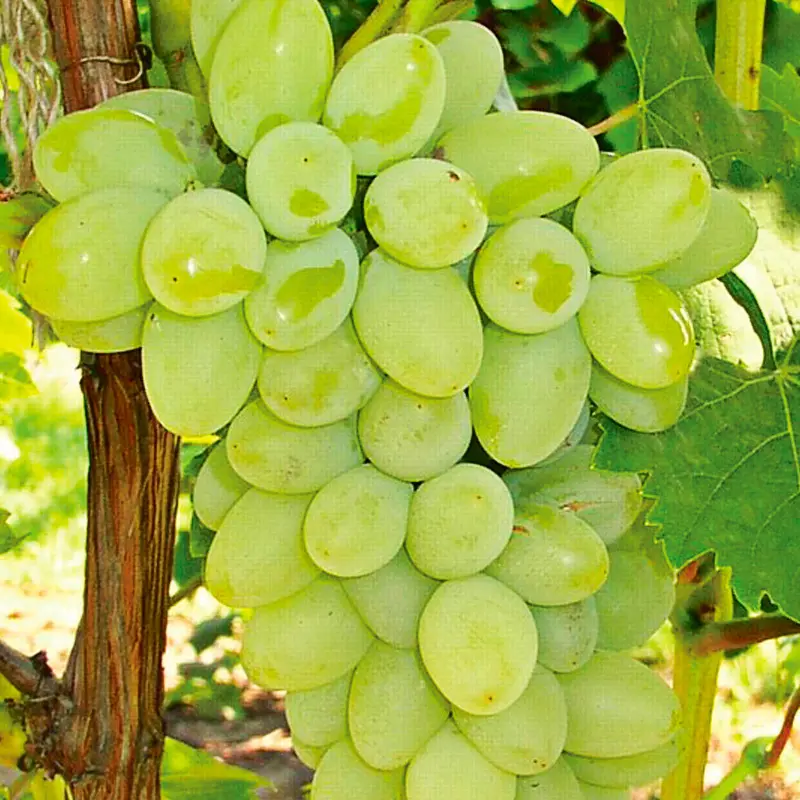 Neptune Seedless Grape 1 Neptune Seedless Grape
