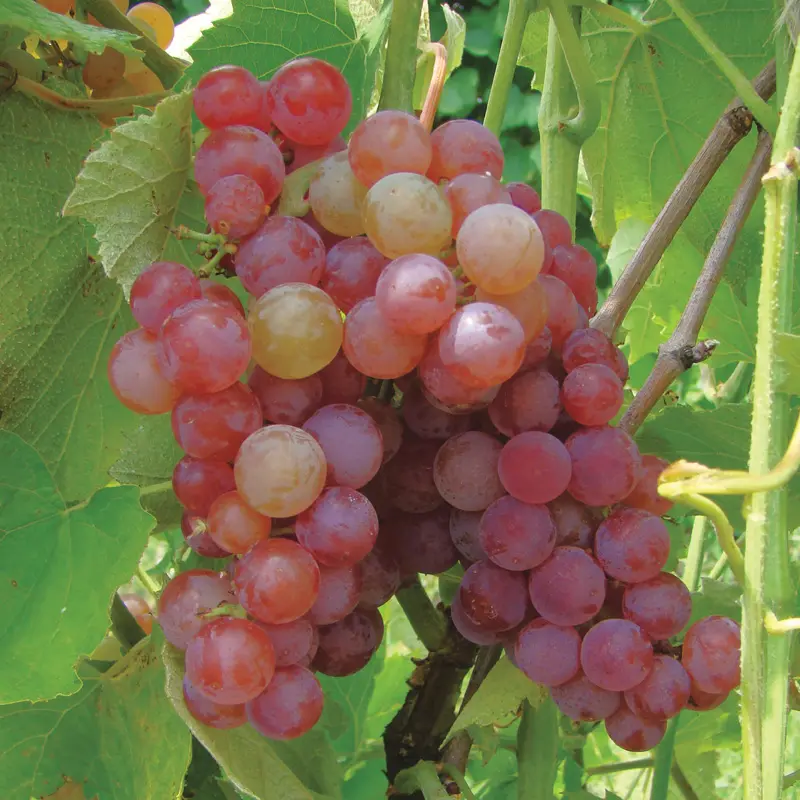 Somerset Seedless Grape 1 Somerset Seedless Grape