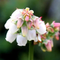 Elliott Blueberry -Stark Bro's Sales Store 2227 960x960 1