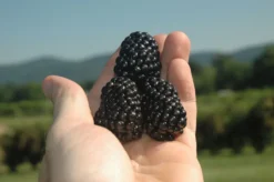 Prime-Ark® Freedom Primocane Blackberry -Stark Bro's Sales Store 2242 960x960 1