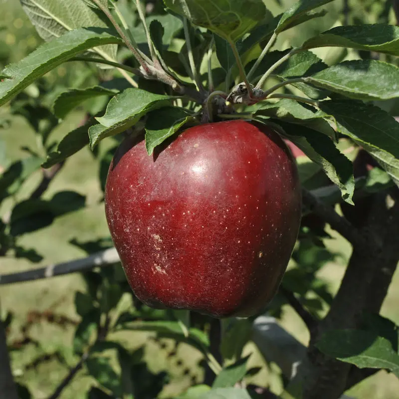 Starkrimson® Red Delicious Apple 2 Starkrimson® Red Delicious Apple - Image 2