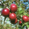 Starkspur® Arkansas Black Apple