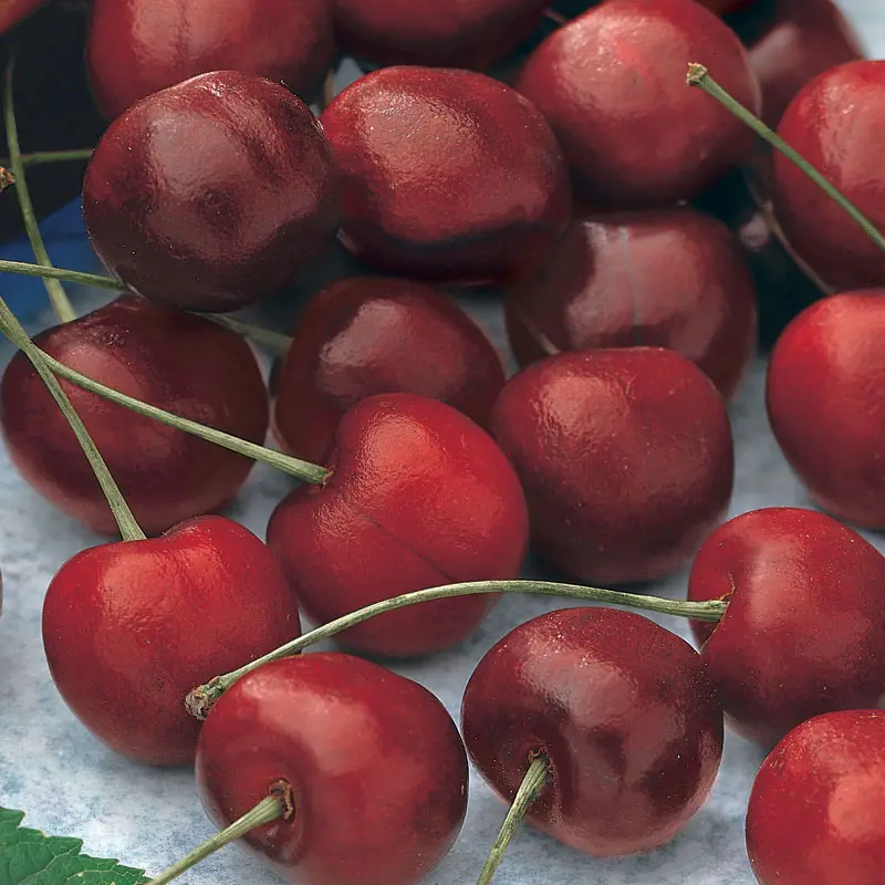 Stella Sweet Cherry 2 Stella Sweet Cherry - Image 2