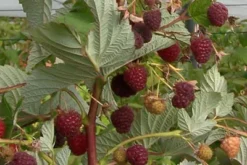 Crimson Night Raspberry -Stark Bro's Sales Store 2895 960x960 1
