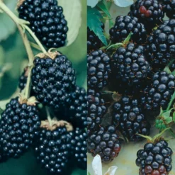 Southern Blackberry Plant Collection
