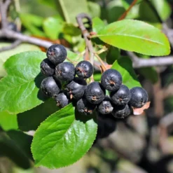 Nero Aronia Berry