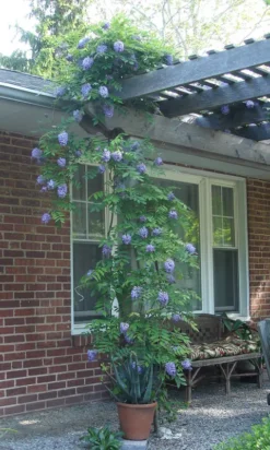 Amethyst Falls Wisteria -Stark Bro's Sales Store 2915 960x960 1