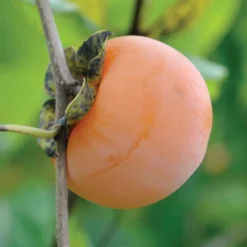 Yates American Persimmon