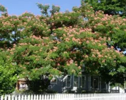 E H Wilson Mimosa -Stark Bro's Sales Store 309 960x960 1