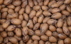 Pawnee Pecan -Stark Bro's Sales Store 316 960x960 1