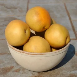 Peggy Asian Pear -Stark Bro's Sales Store 3173 960x960 1