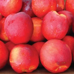 Stark® SunGlo Nectarine