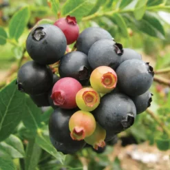 Bushel And Berry® BerryBux™ Blueberry -Stark Bro's Sales Store 3234 960x960 1