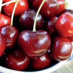 Starking® Hardy Giant™ Antique Sweet Cherry