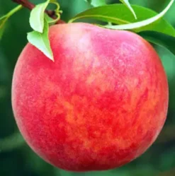 Starking® Delicious™ Peach