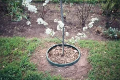 GreenWell™ Water Saver -Stark Bro's Sales Store 3434 960x960 1