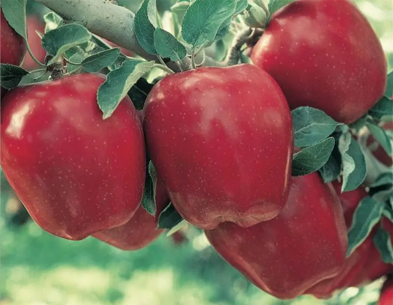 Starkrimson® Red Delicious Apple 1 Starkrimson® Red Delicious Apple