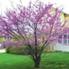American Redbud
