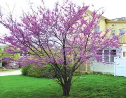 American Redbud