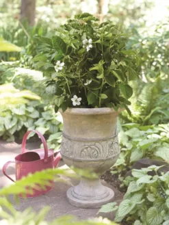 Bushel And Berry® Baby Cakes® Blackberry