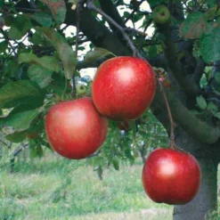 Stark® Ruby Darling™ Apple