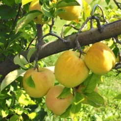 Starkspur® Golden Delicious Apple