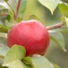 Stark® Hart's Fancy™ Apple