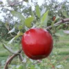 Stark® Red Romance® Apple