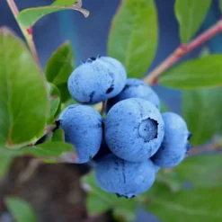 Sunshine Blue Blueberry