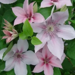 John Paul II Clematis